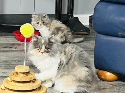 Jamie - Cat Breeder - Peachtree City&comma; GA&comma; US