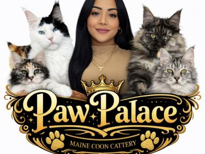 Sindy Matos - Cat Breeder - Providence&comma; RI&comma; US