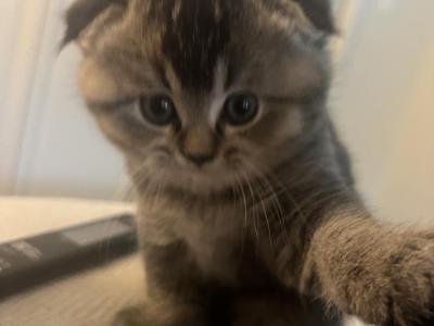 Larysa - Cat Breeder - Phila&comma; PA&comma; US