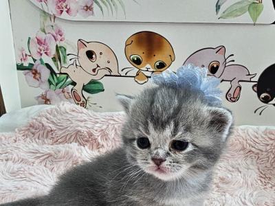 Lainey - Cat Breeder - Ames&comma; IA&comma; US