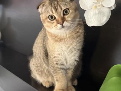 Alena - Cat Breeder - Woodstock, GA, US Alena - Cat Breeder - Woodstock, GA, US