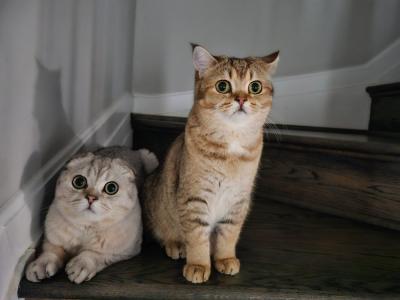 Bryan - Cat Breeder - Columbia&comma; MD&comma; US