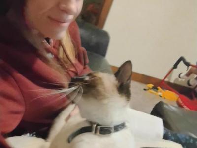 Amanda - Cat Breeder - Merrill&comma; WI&comma; US