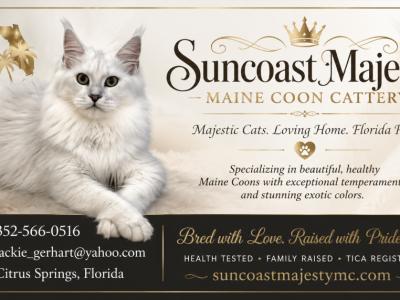 Jackie - Cat Breeder - Citrus Spgs&comma; FL&comma; US