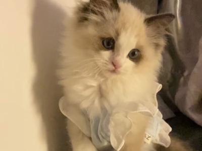 Susan - Cat Breeder - Las Vegas&comma; NV&comma; US