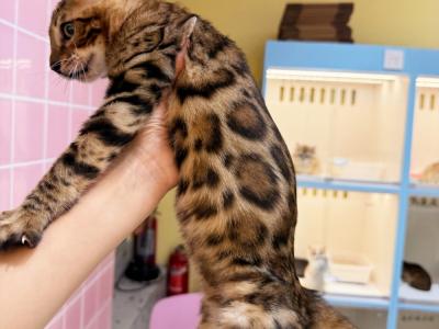 Alfred - Cat Breeder - Plano&comma; TX&comma; US