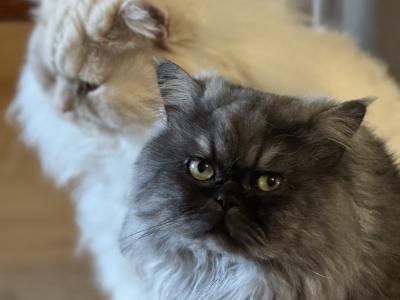 Melissa - Cat Breeder - Salina&comma; KS&comma; US
