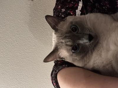 Fatima - Cat Breeder - WA&comma; US