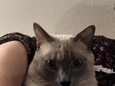Fatima - Cat Breeder - WA&comma; US