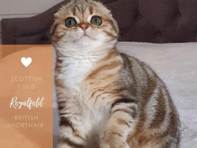 Marcos - Cat Breeder - Rahway, NJ, US Marcos - Cat Breeder - Rahway, NJ, US