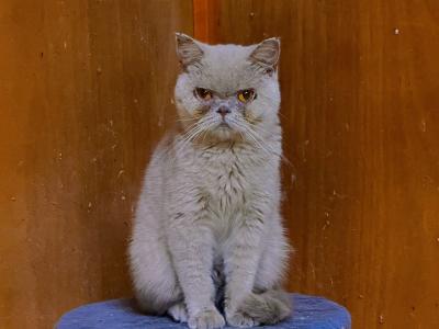 Khan - Cat Breeder - Nokesville, VA, US Khan - Cat Breeder - Nokesville, VA, US