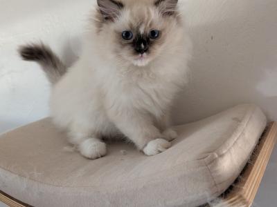 Mary - Cat Breeder - Phoenix, AZ, US Mary - Cat Breeder - Phoenix, AZ, US