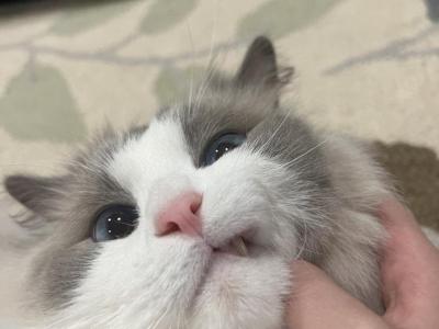 Katie - Cat Breeder - New York&comma; NY&comma; US