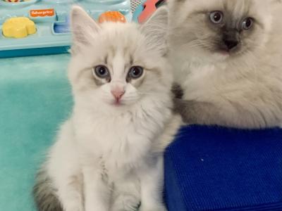 Kindred Kittens - Cat Breeder - Stoneham, MA, US Kindred Kittens - Cat Breeder - Stoneham, MA, US