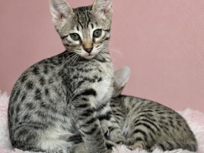 Selective Savannah' - Cat Breeder - Santa Clarita&comma; CA&comma; US