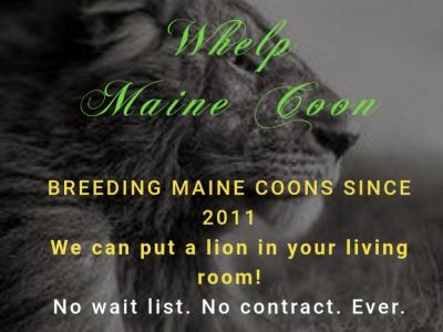 The Lions Whelp - Cat Breeder - Bellevue, TN, US The Lions Whelp - Cat Breeder - Bellevue, TN, US