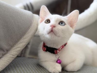 Ketmani Cattery - Cat Breeder - Boston&comma; MA&comma; US