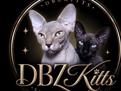 Dbzkitts - Cat Breeder - Lakeland&comma; FL&comma; US