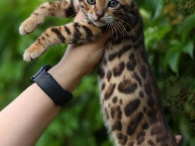 Israel - Cat Breeder - San Francisco, CA, US Israel - Cat Breeder - San Francisco, CA, US