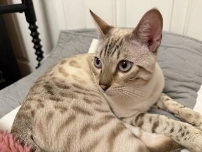 Nika Bengal Cats - Cat Breeder - Pleasant Hill&comma; CA&comma; US