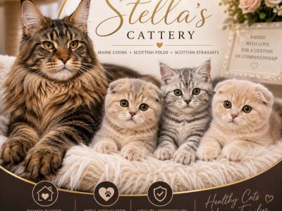 Stella - Cat Breeder - Reisterstown, MD, US Stella - Cat Breeder - Reisterstown, MD, US