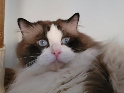 Ben - Cat Breeder - Brooklyn&comma; NY&comma; US