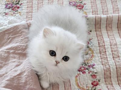 Laura - Cat Breeder - Dayton&comma; TX&comma; US