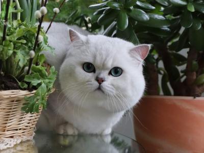 BritishEstate - Cat Breeder - Las Vegas&comma; NV&comma; US