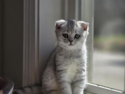 Lilia - Cat Breeder - Bonney Lake&comma; WA&comma; US