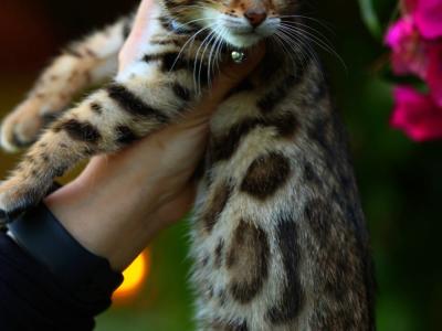 Dominic - Cat Breeder - Phoenix, AZ, US Dominic - Cat Breeder - Phoenix, AZ, US