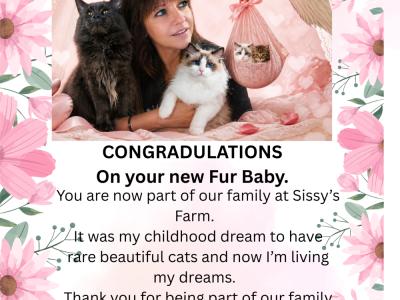 Sandra or Sissy - Cat Breeder - Tres Piedras&comma; NM&comma; US