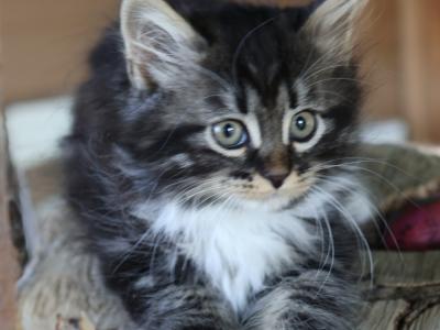 Anjali Gallagher - Cat Breeder - Woodburn, OR, US Anjali Gallagher - Cat Breeder - Woodburn, OR, US