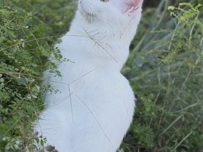 Maine heart love - Cat Breeder - Miami&comma; FL&comma; US