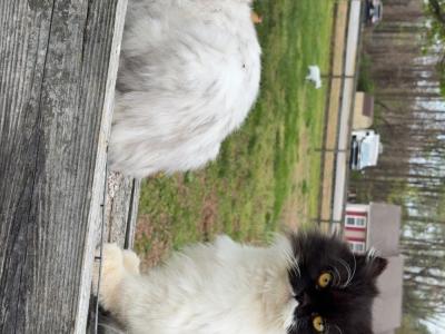 Kendan - Cat Breeder - Brown Summit&comma; NC&comma; US
