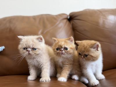 Grigory - Cat Breeder - Carlsbad&comma; CA&comma; US