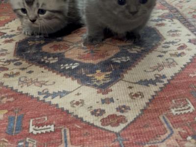 patty - Cat Breeder - Westfield&comma; NY&comma; US