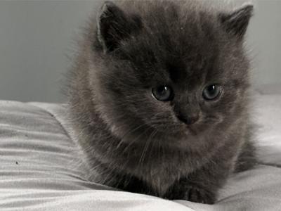 patty - Cat Breeder - Westfield, NY, US patty - Cat Breeder - Westfield, NY, US