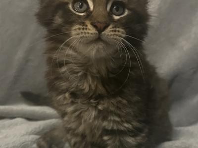 Niki - Cat Breeder - Glouster, OH, US Niki - Cat Breeder - Glouster, OH, US