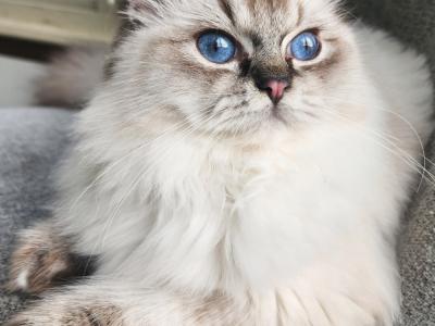 Reddington - Cat Breeder - Annapolis Junction&comma; MD&comma; US