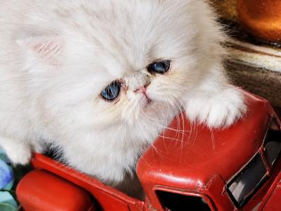 Brenda - Cat Breeder - Waxahachie&comma; TX&comma; US