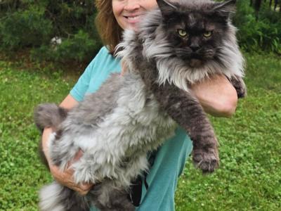 Emily - Cat Breeder - Onalaska, WI, US Emily - Cat Breeder - Onalaska, WI, US