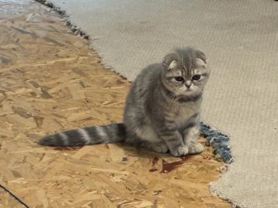 Faith - Cat Breeder - E Palestine&comma; OH&comma; US