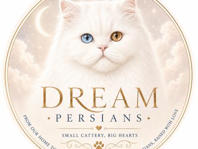Dream Persian - Cat Breeder - Lehigh Acres&comma; FL&comma; US
