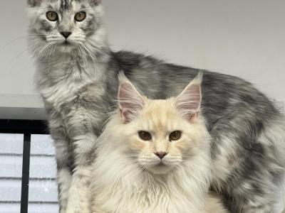 Eric or Amanda - Cat Breeder - Hillsville, VA, US Eric or Amanda - Cat Breeder - Hillsville, VA, US
