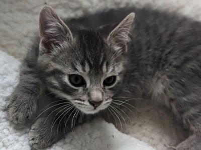 Ryan Sabon - Cat Breeder - Fairfax, VA, US Ryan Sabon - Cat Breeder - Fairfax, VA, US