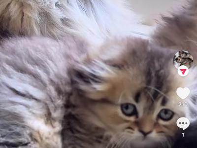 Marji - Cat Breeder - Dove Canyon&comma; CA&comma; US