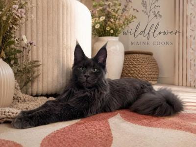 Heaven - Cat Breeder - Saint Louis, MO, US Heaven - Cat Breeder - Saint Louis, MO, US