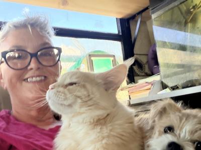 Sirena - Cat Breeder - Elkland, MO, US Sirena - Cat Breeder - Elkland, MO, US