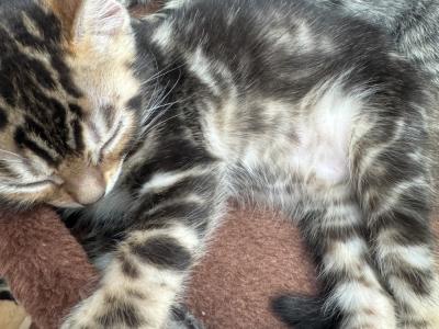 Michelle - Cat Breeder - Galloway&comma; NJ&comma; US