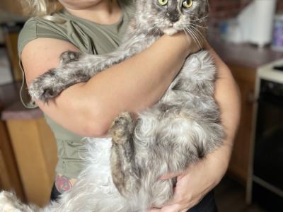Chelsea - Cat Breeder - Ambridge, PA, US Chelsea - Cat Breeder - Ambridge, PA, US